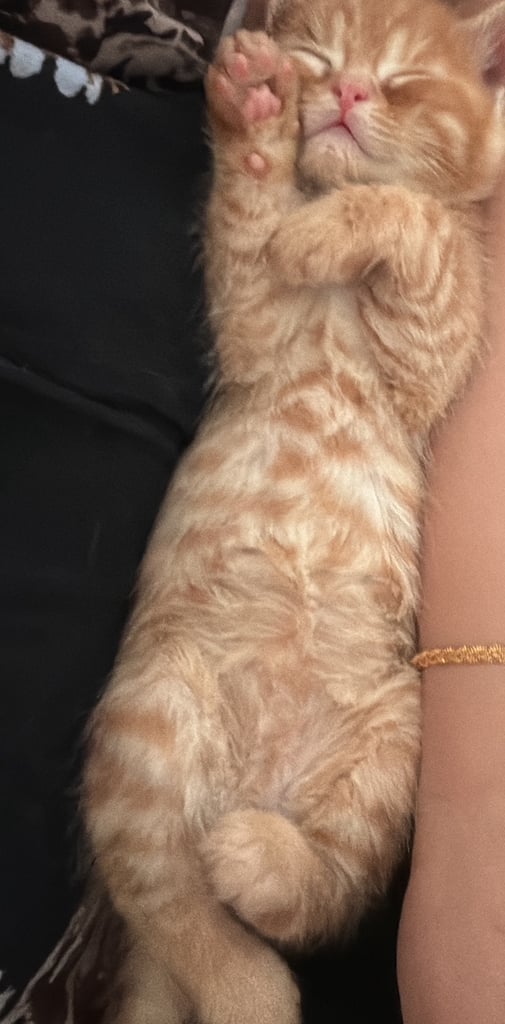 Adorable Persian x Bengal Kittens Ready for Their Forever Homes 