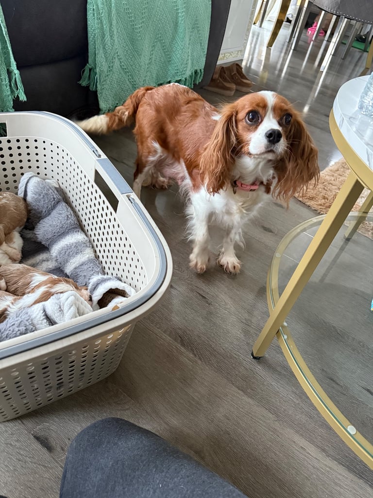 King Charles puppies only 3boy left 