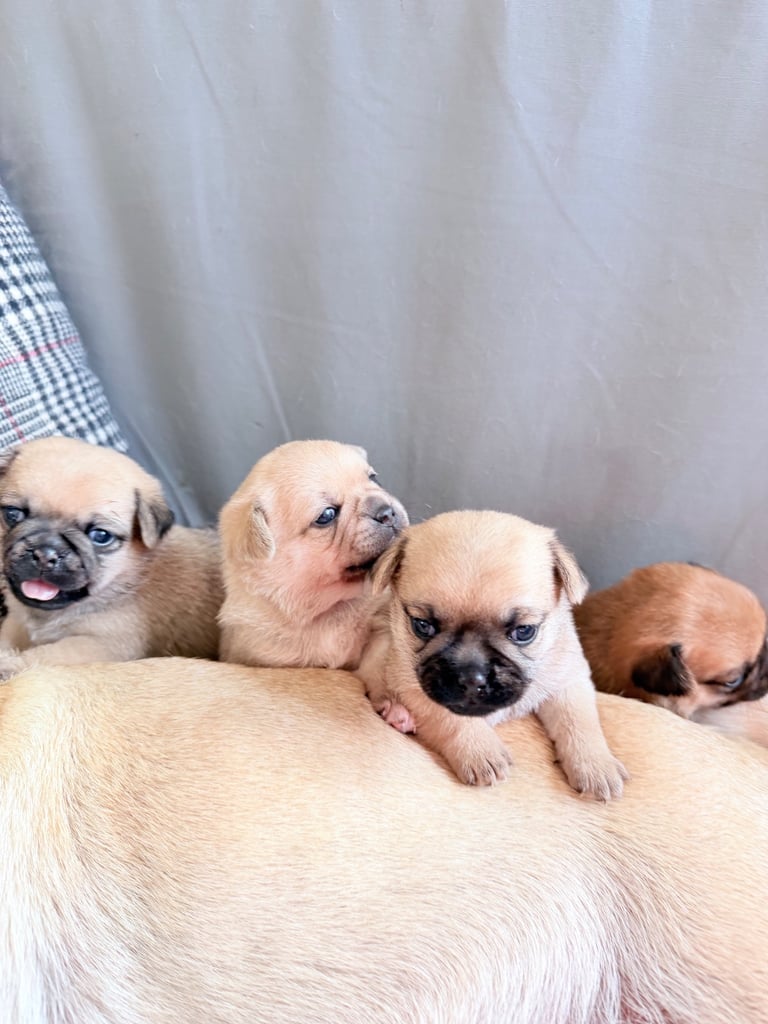 🐾 💕Adorable Puppies for the loving Families 💕🏡