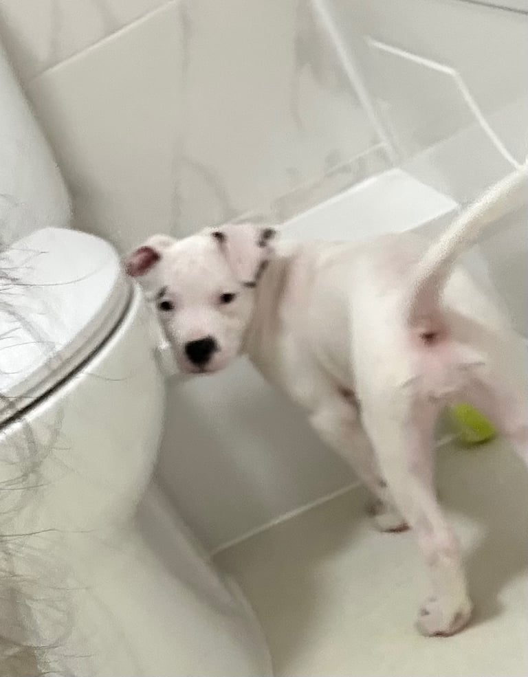 Staffy cross 