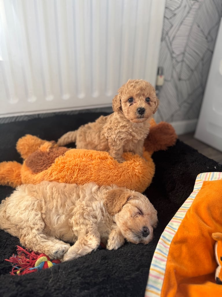 Cockapoo puppies only 1 boy left! 