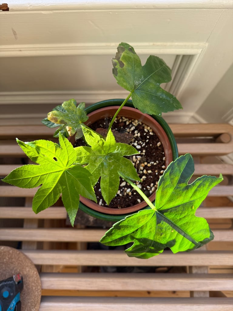 Fatsia japonica houseplant indoor plant. 