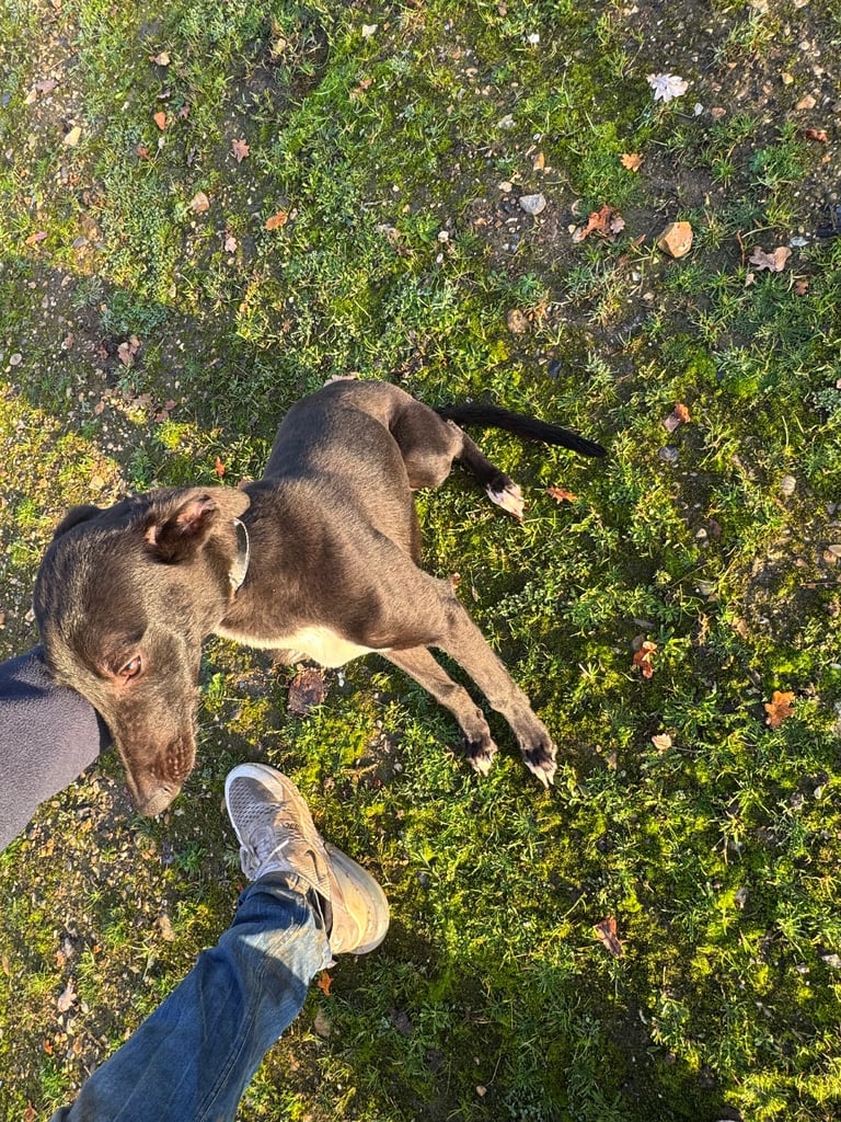 Whippet puppy for sale 