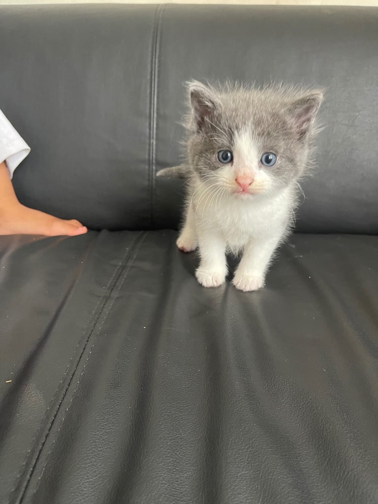Kittens looking for a home