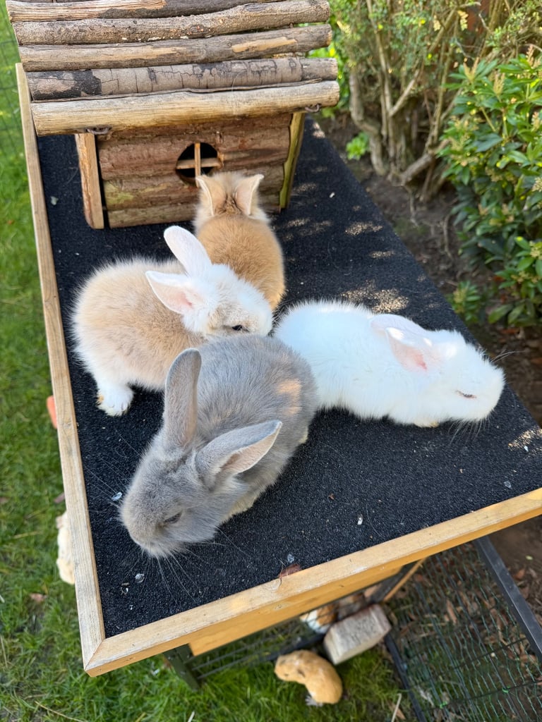 Baby bunny’s / rabbit for sale