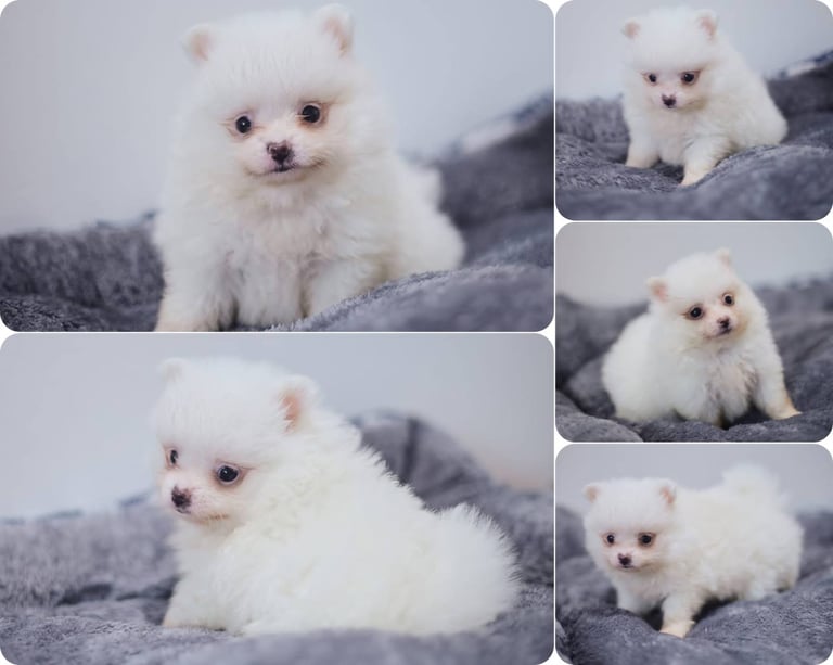 White Pomeranian puppies - 2 left