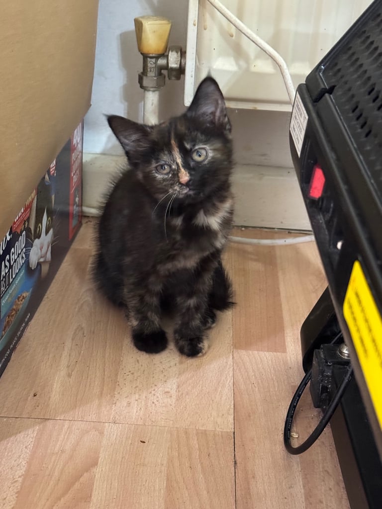 Adorable kittens to re-home