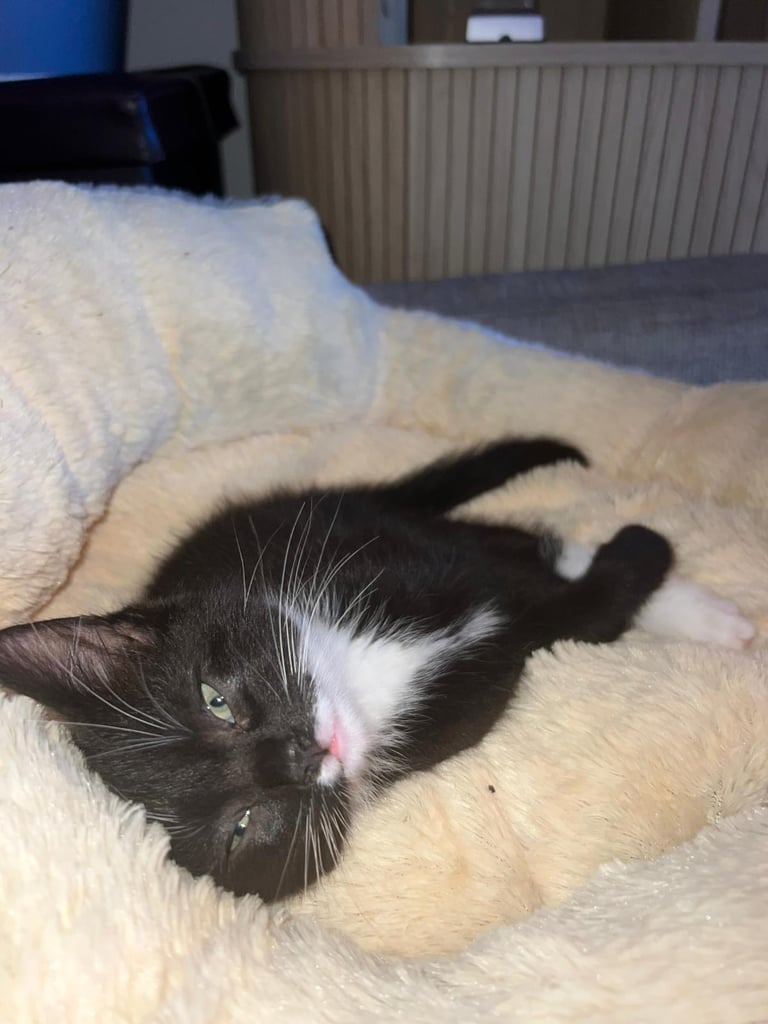 Kitten - 10 weeks old