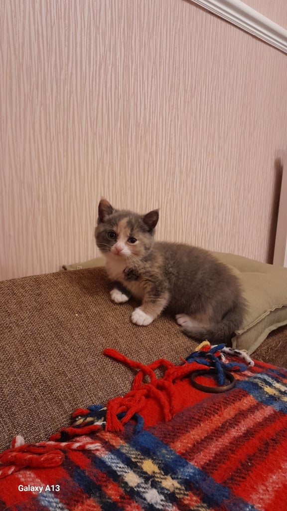 Kitten