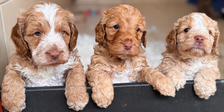 Cockapoo Breeders Cockapoo Rescue Yorkshire Gorgous F1B Cockapoo