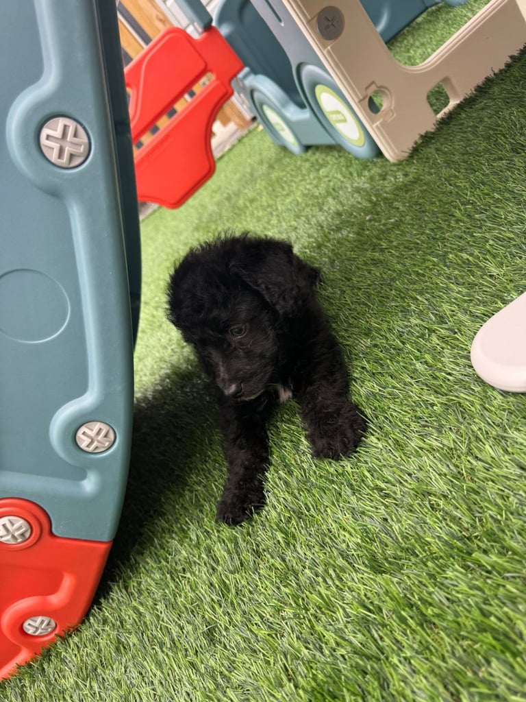 Jackapoo Puppys 
