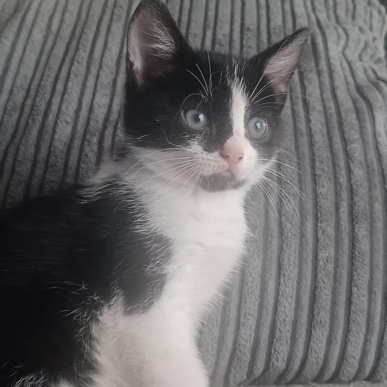 image for Beautiful 1 male and 1 female kitten ready for forever home 😻