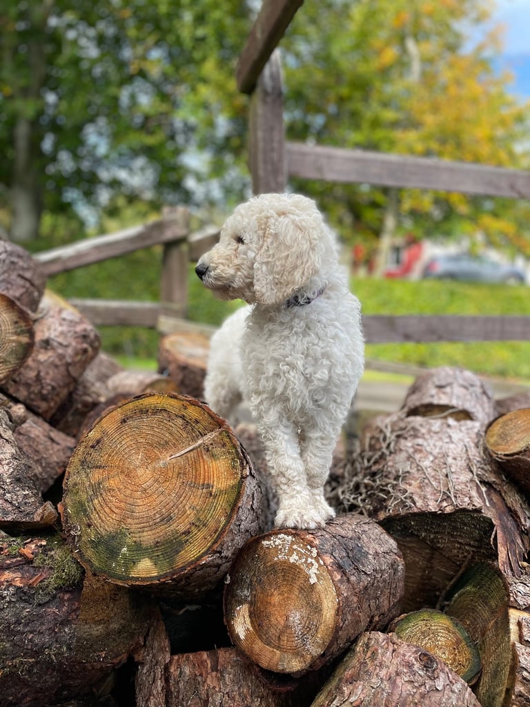 Standard poodle - update - last girl and 3 boys 