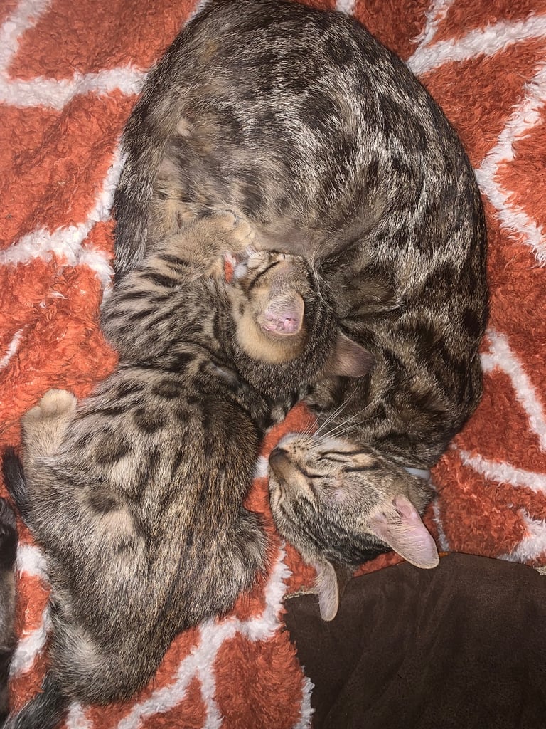 3 beautiful bengal kittens 10 weeks old 
