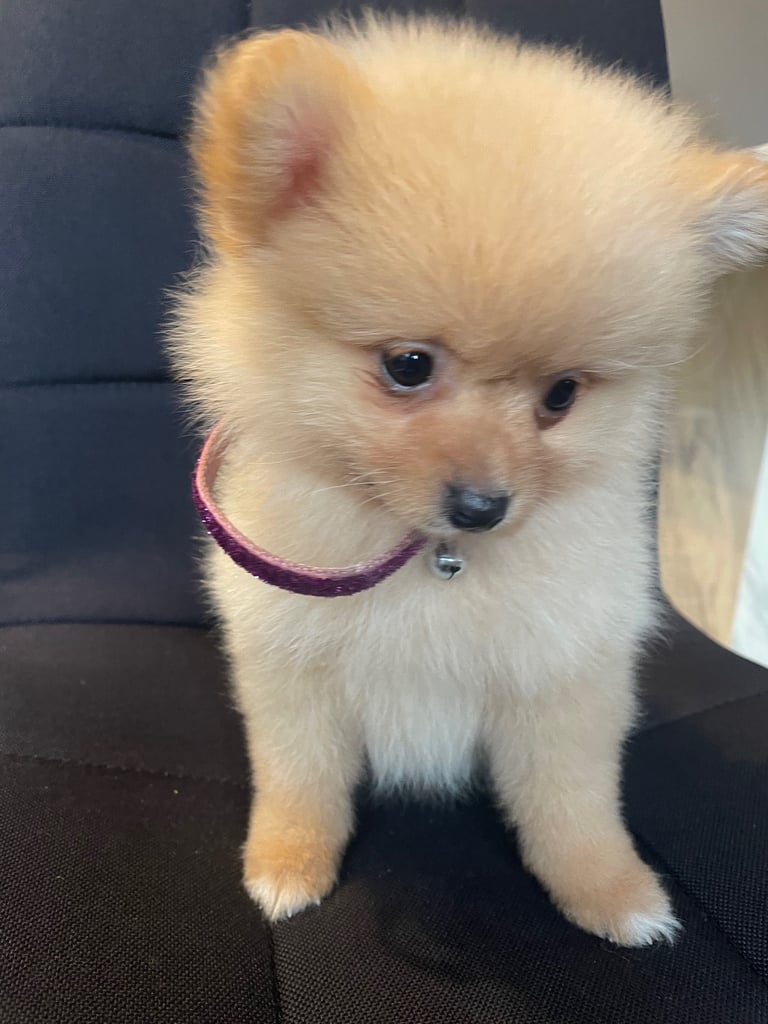 Beautiful Pomeranian puppies ready to go 