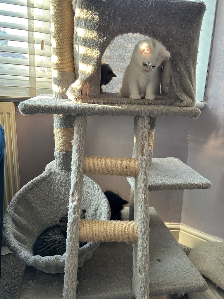 Only 2 black kittens left  READY TO LEAVE 