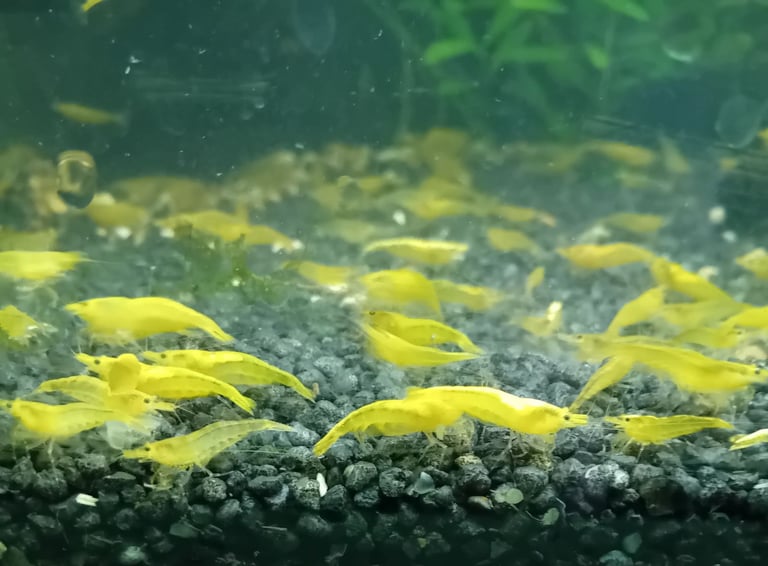 Yellow goldback shrimp