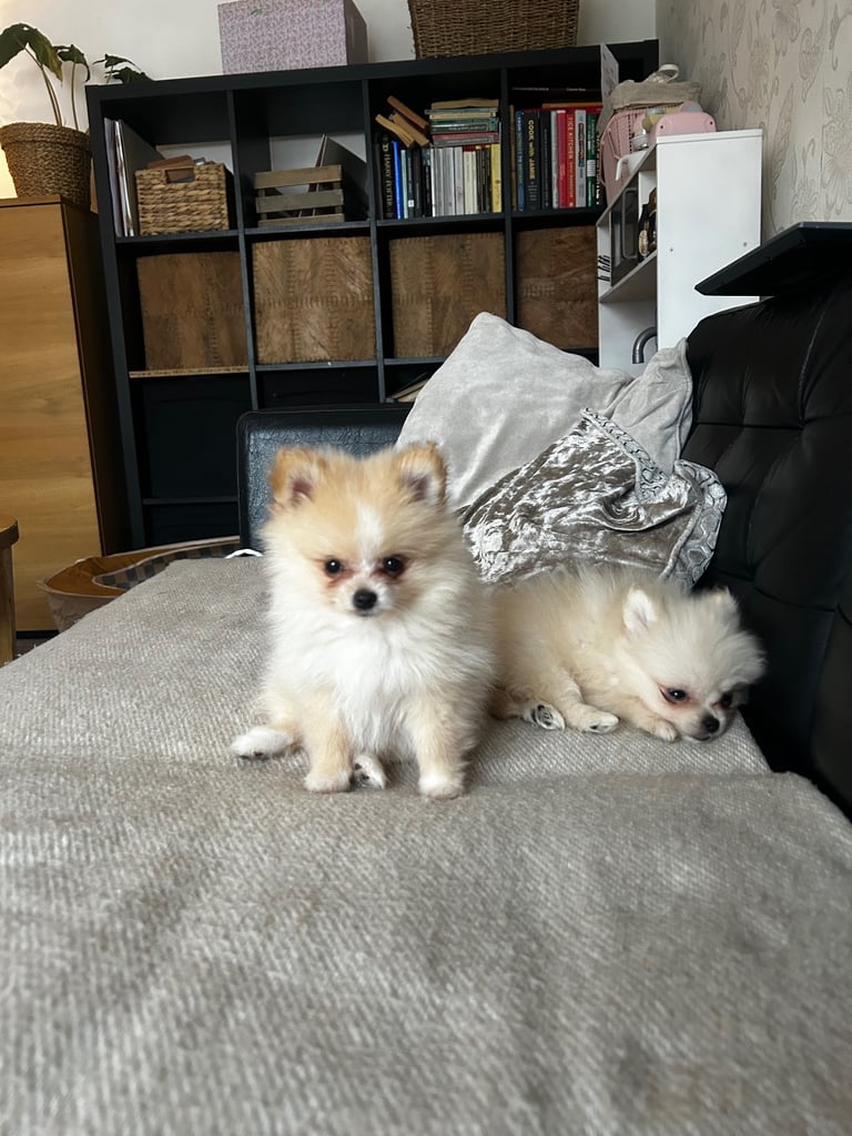 image for Two Pomeranian Girls For Sale
