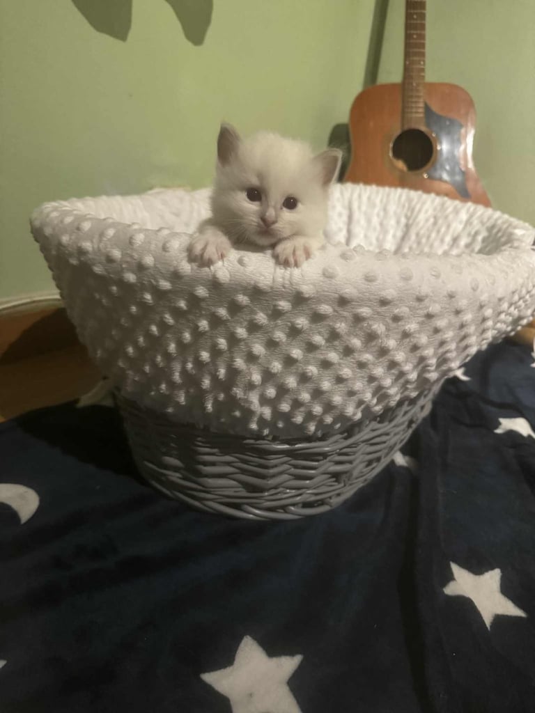 edinburgh female ragdoll kitten