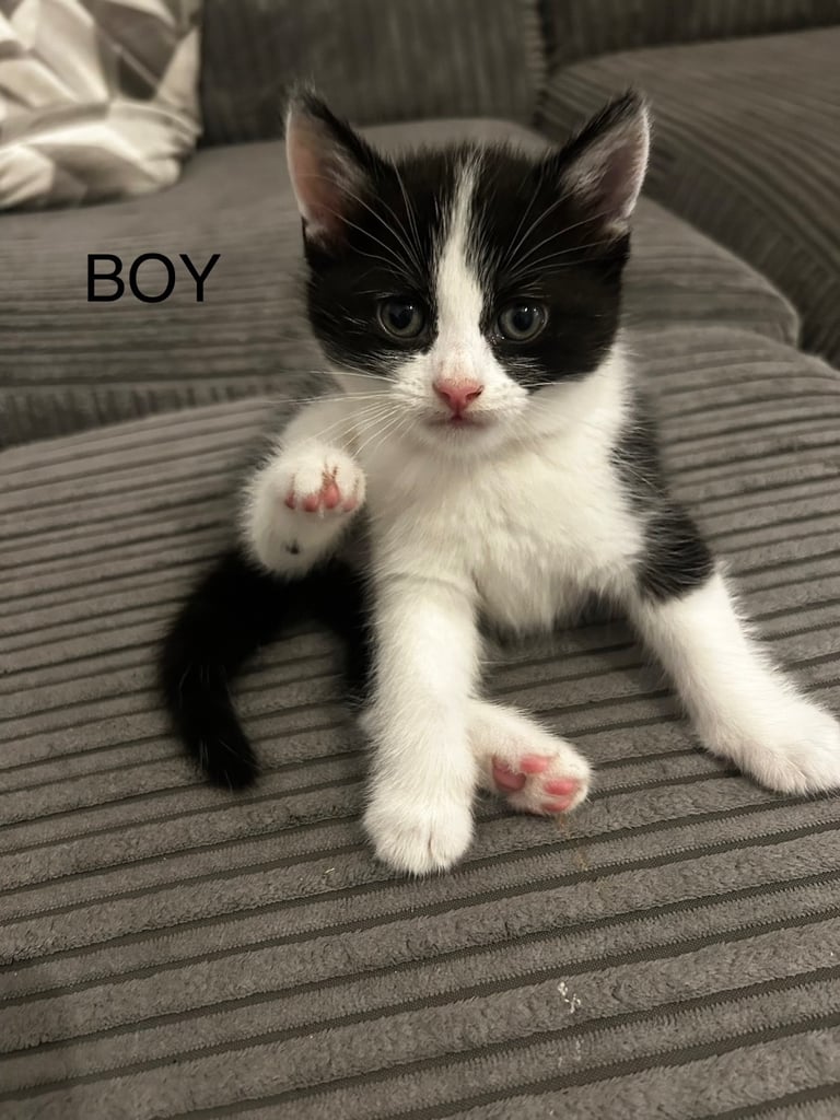 Kittens, 8 weeks, black and white, 1 x girl, 4 x boys, ready now 