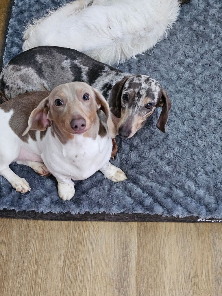 2 miniature dachshunds 