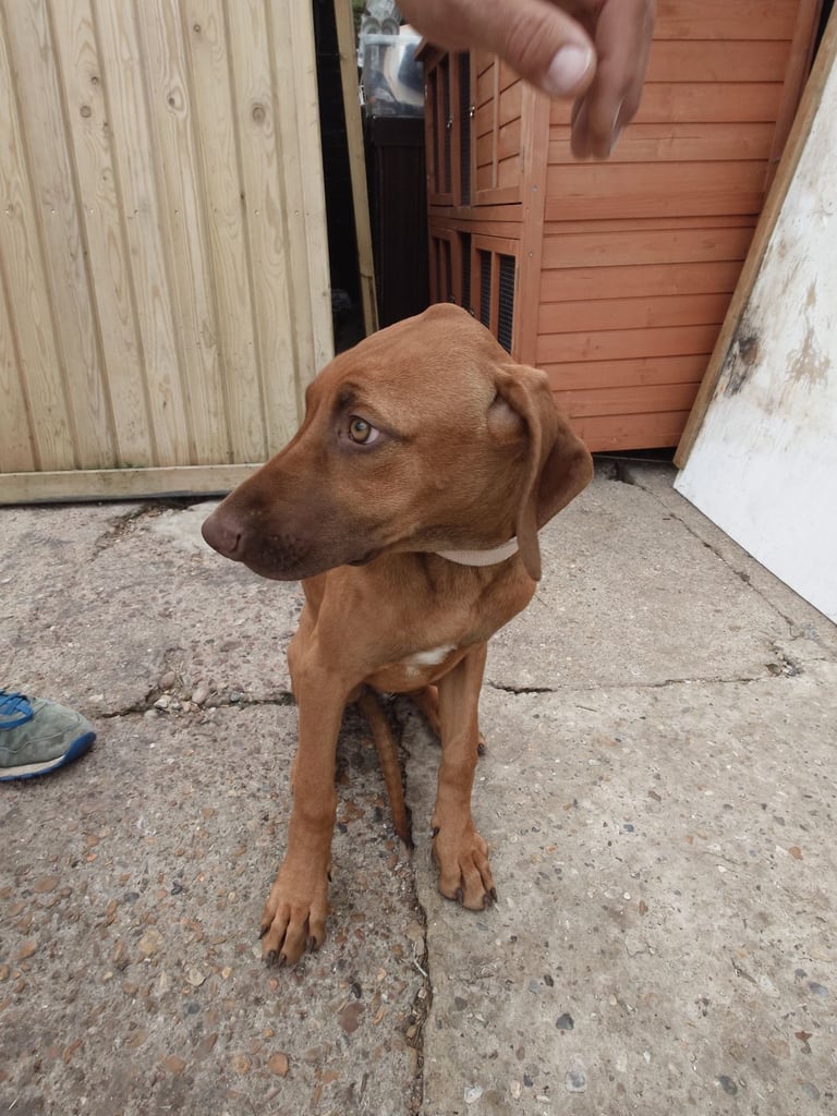 Rhodesian Ridgebacks 