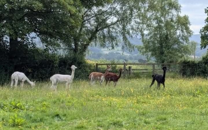 Alpaca fleeces, various colours available