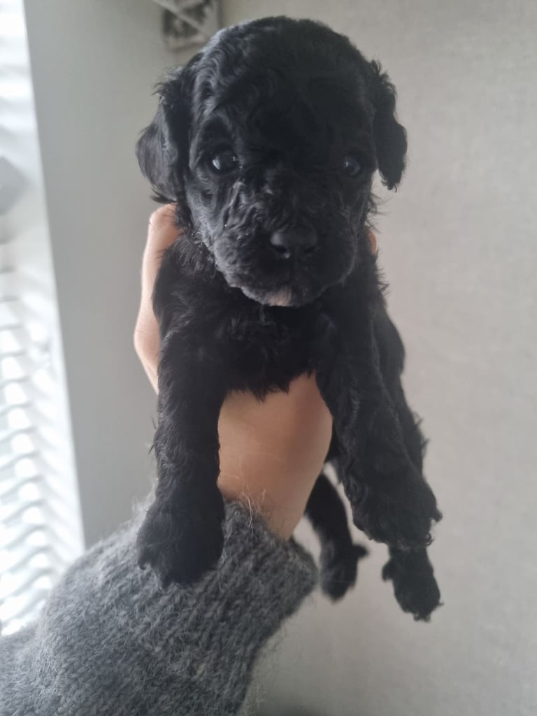 Mini-Toy poodle 