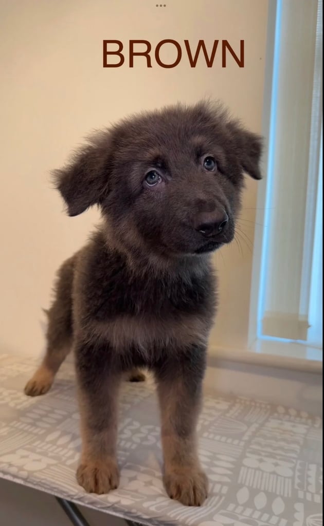 *READY* RARE BLUE/BLACK KC REG GSD PUPS 💙 🐾