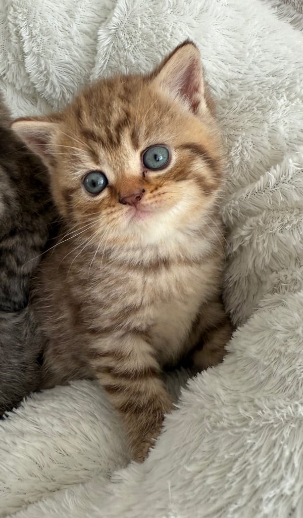 British shorthair kittens 