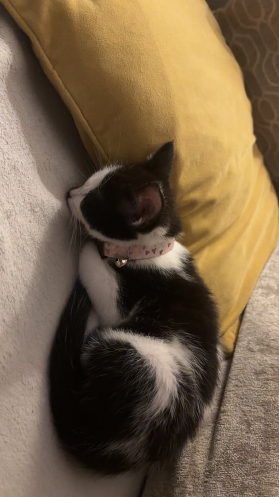 Kitten for sale 