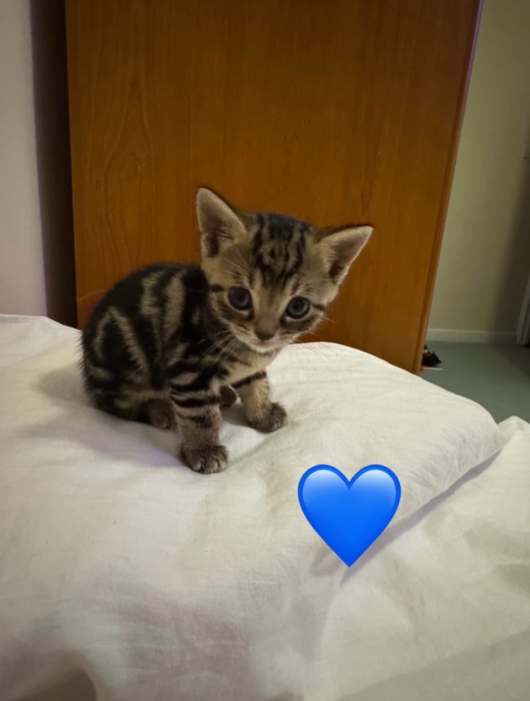 image for Kittens