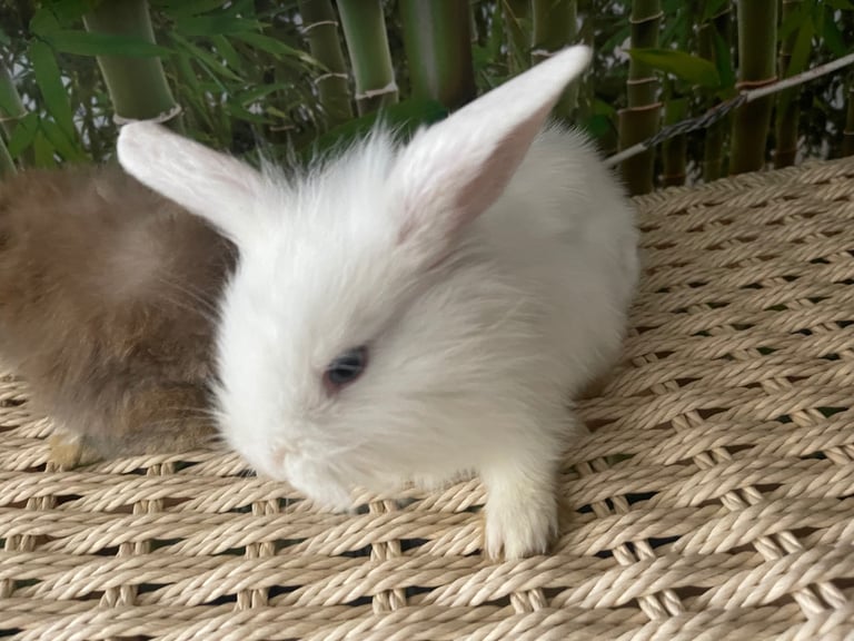 Selling Beautiful Blue eyed baby bunnies in pairs! Manchester based