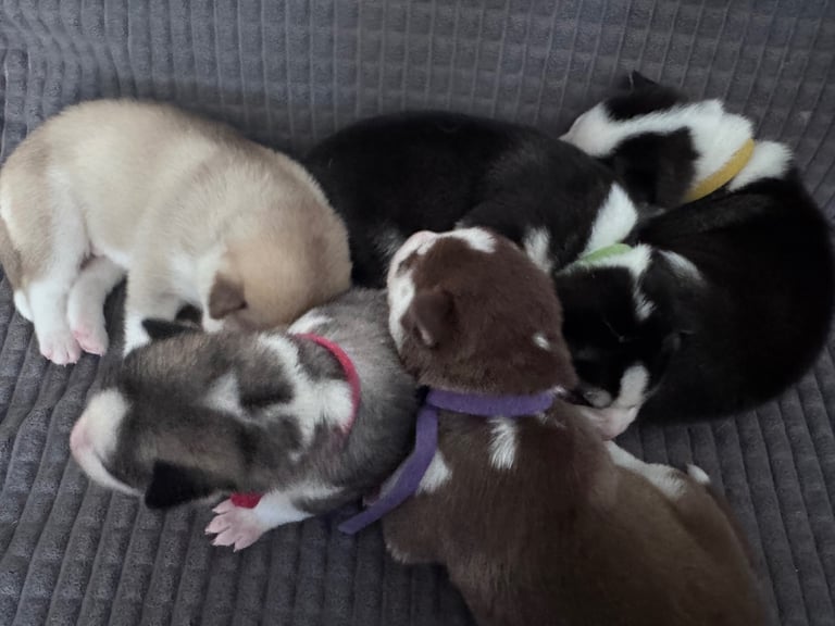 Husky Puppies