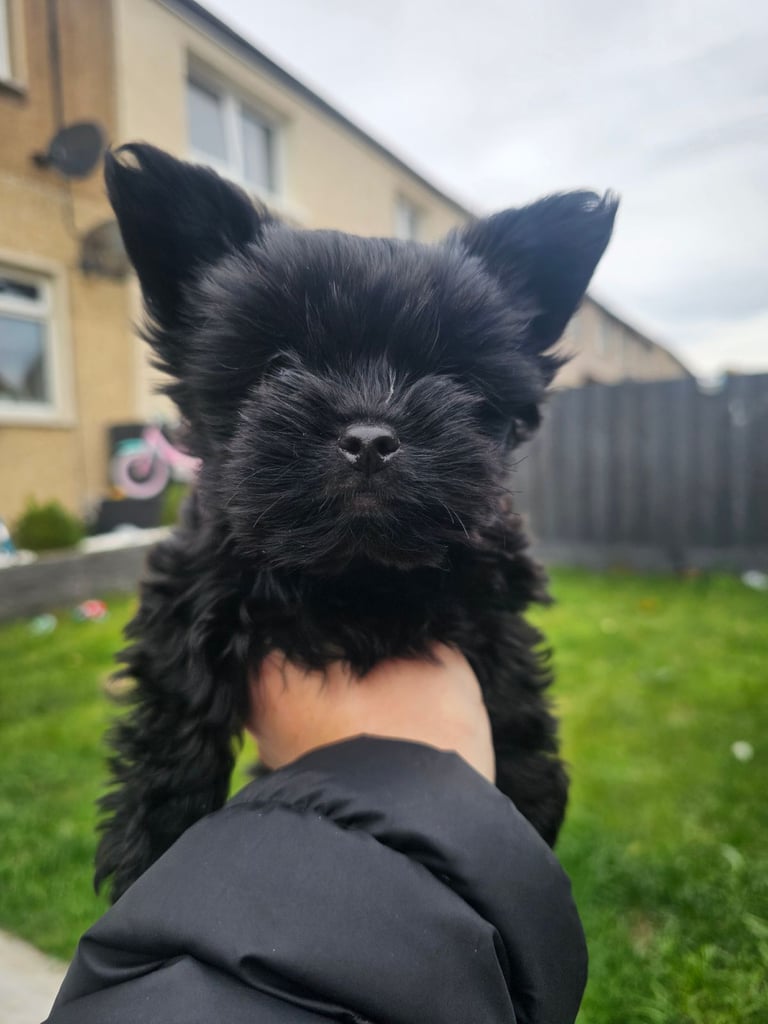 Yorkshire terrier Black . READY NOW 