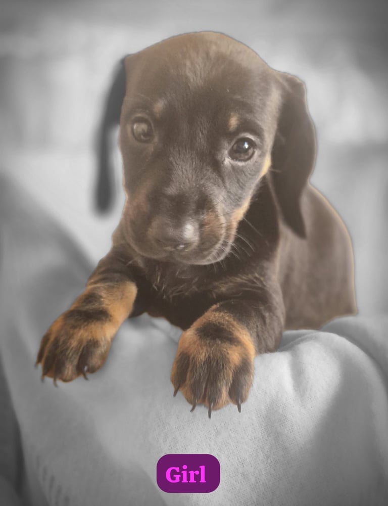 Dachshund Puppies
