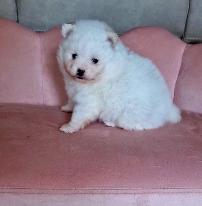  Pomeranian (Ice White)