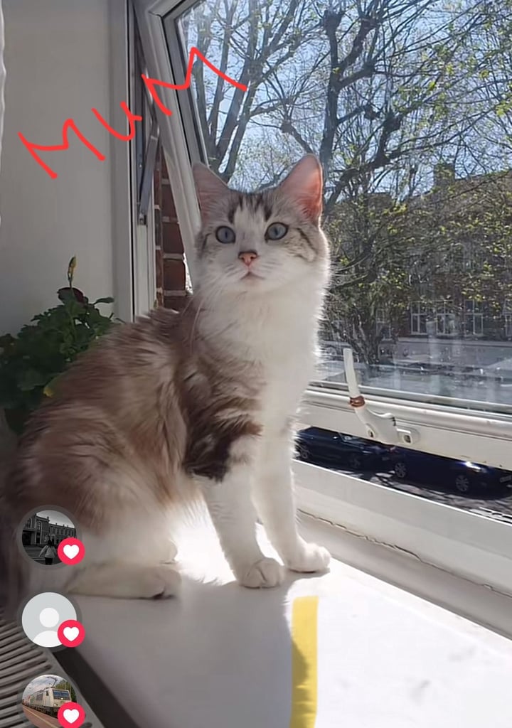 Fluffy kittens (1 female left)