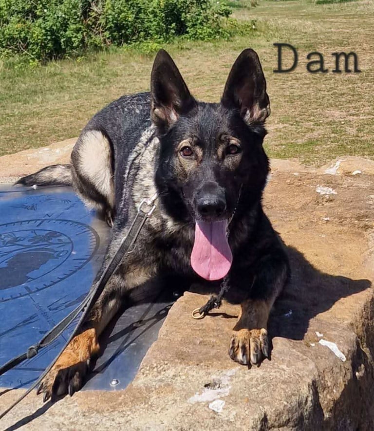 KC Reg German Shepherd Puppies-Ready to leave!