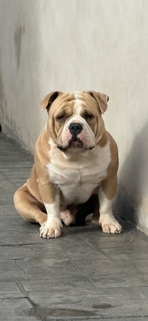 image for Pocket bully 