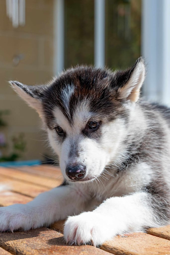 3 Beautiful Husky X Malamute Puppies for sale 