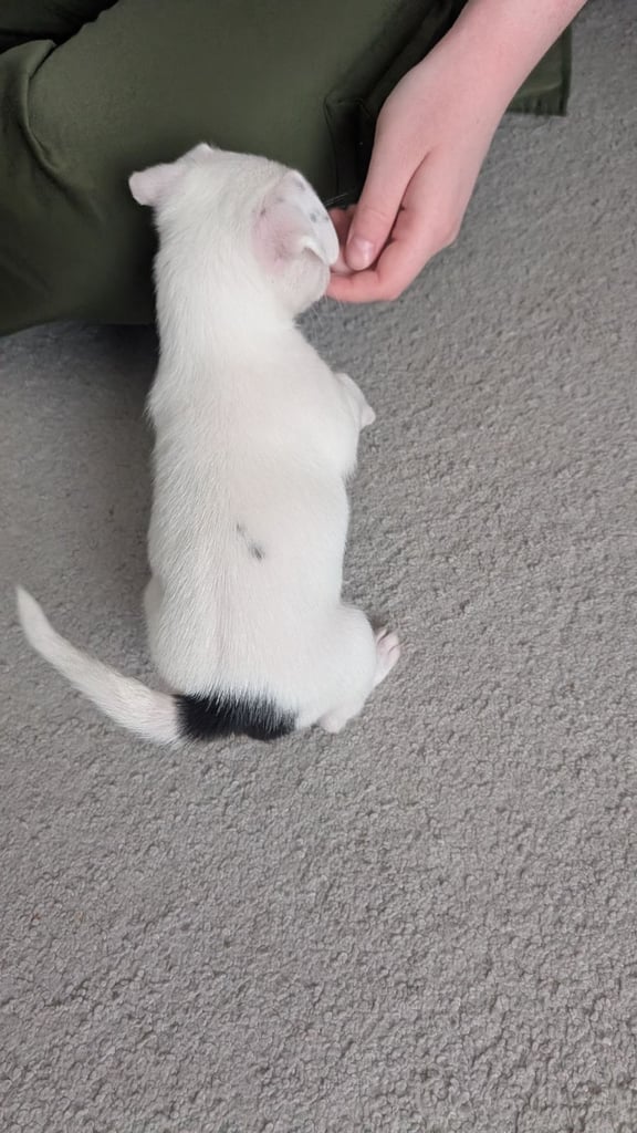 Toy fox terrier cross jack russell 3 left 