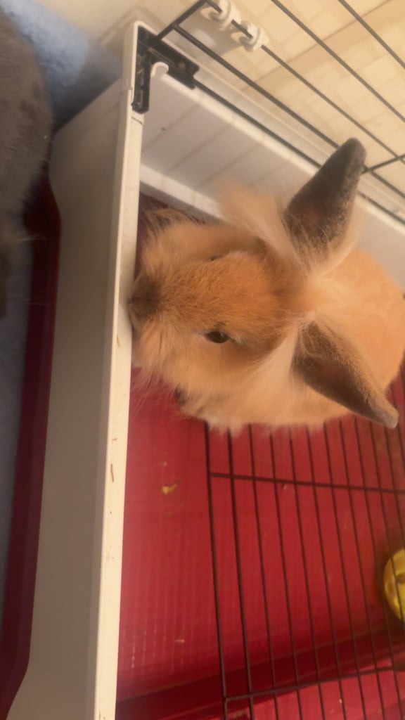 image for 2 rabbits 