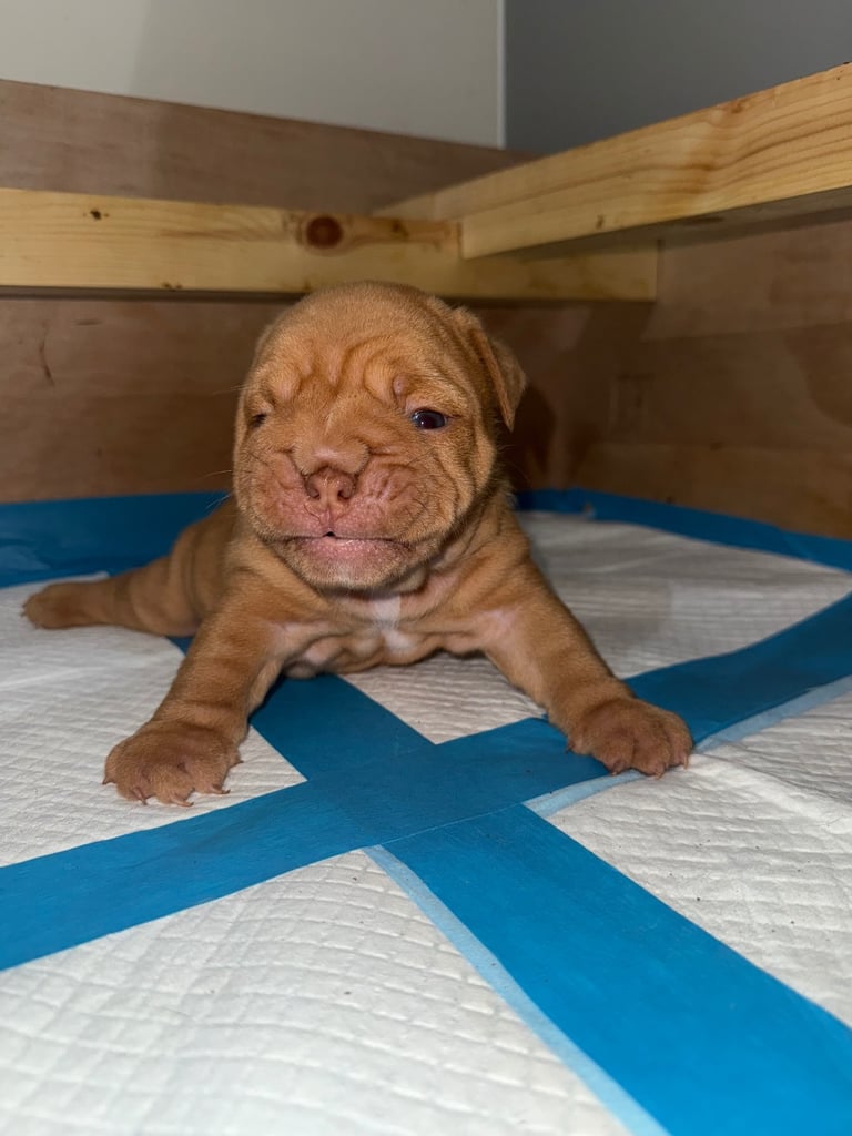 Beautiful Female English Bulldog Puppy 🩷