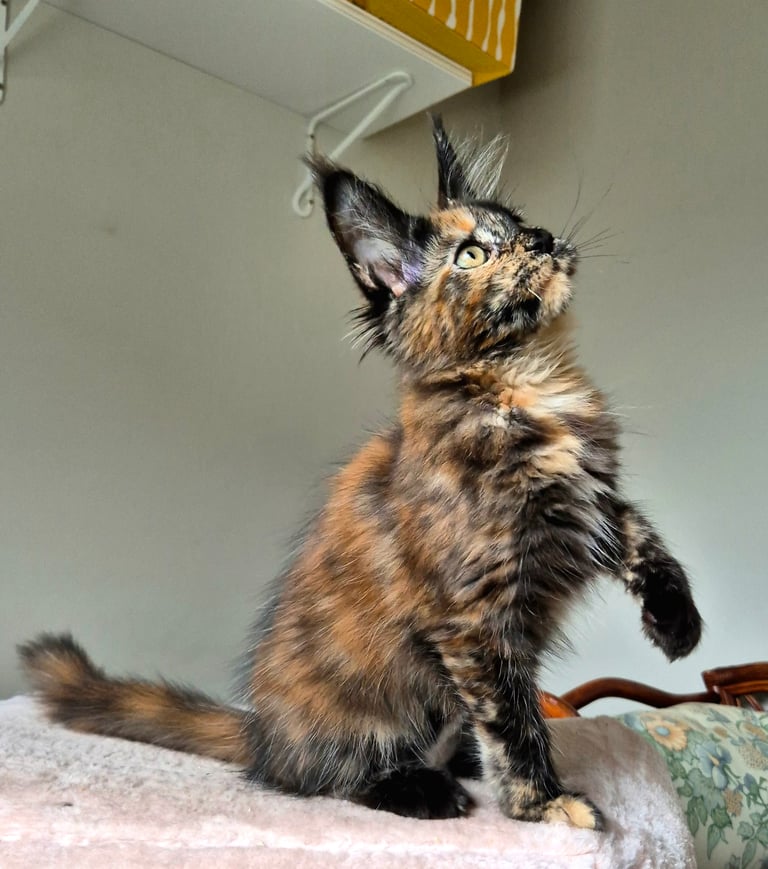 Maine coon gccf reg