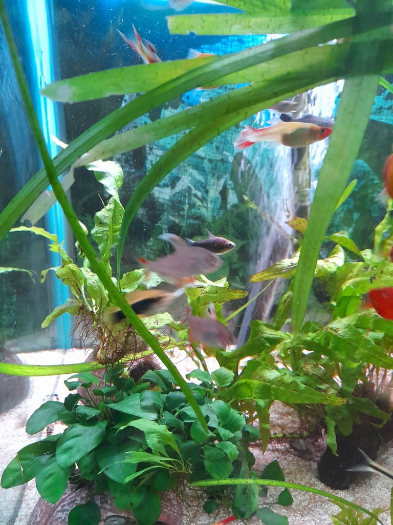 Tropical fish for sale 