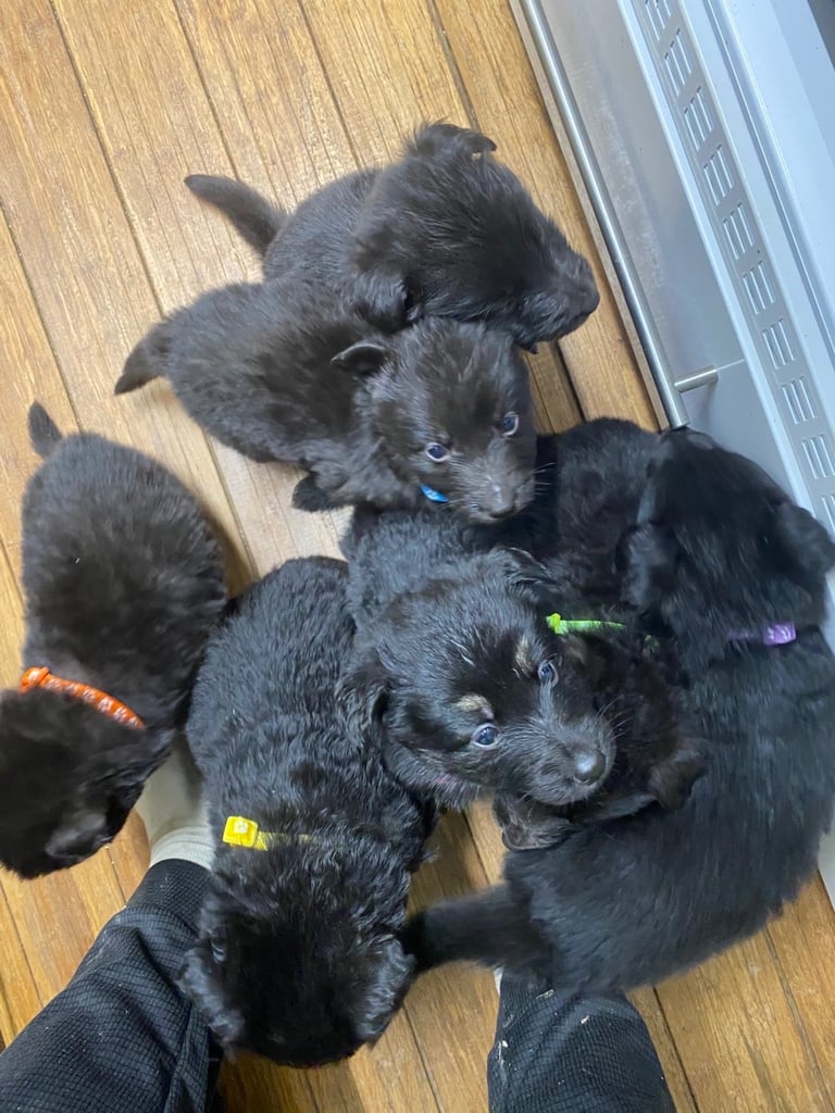 GERMAN SHEPHARD PUPPIES READY TO GO IN 1 WEEK