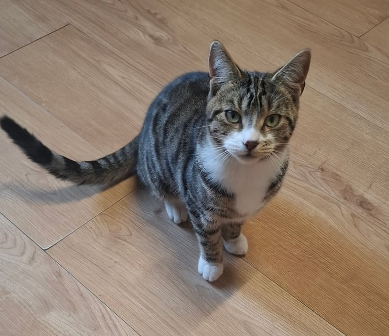 Young male cat to a good home