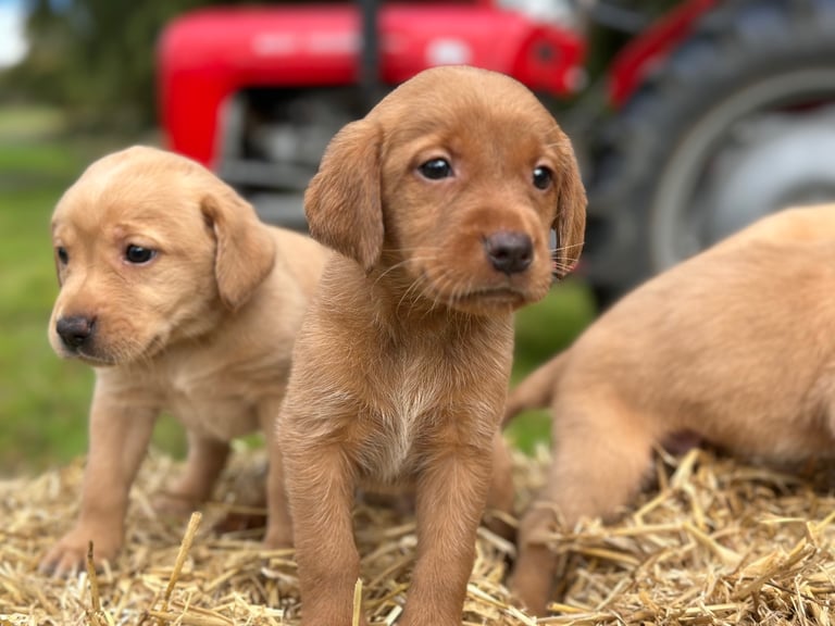 Labrador Retriever Puppies
