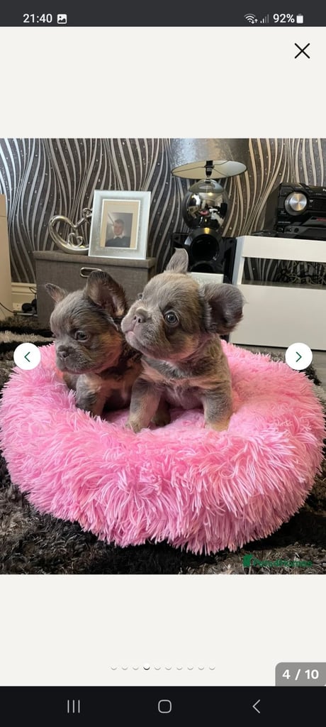 2 female fluffy frencies